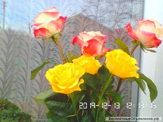 Дача с участком