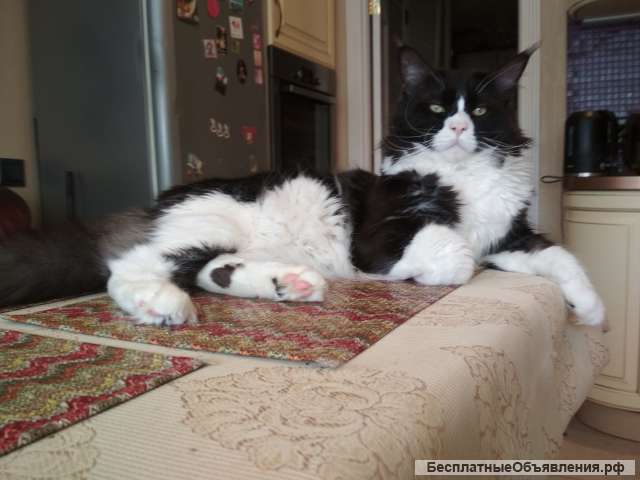 Мейн Кун вязка