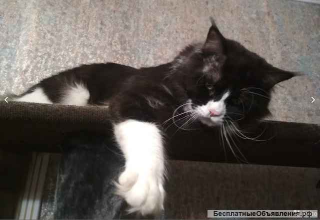 Мейн Кун вязка