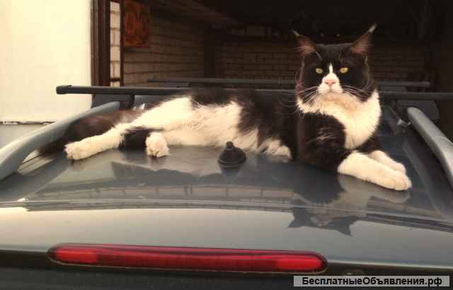 Мейн Кун вязка