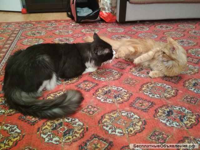 Мейн Кун вязка