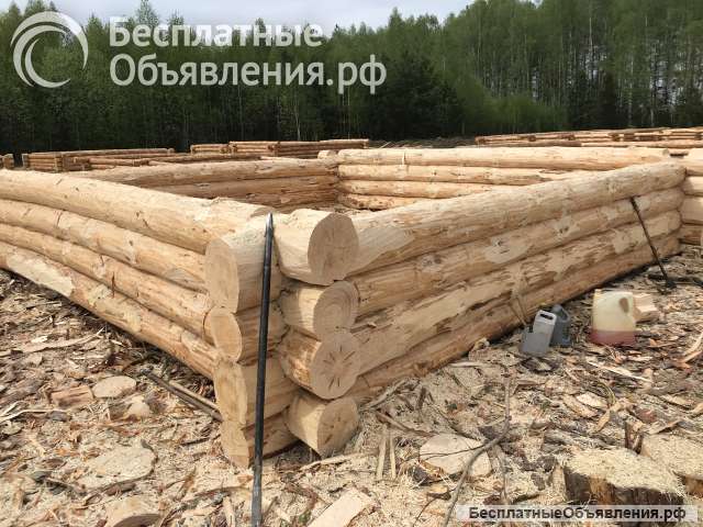 Срубы из сосны в наличии с доставкой