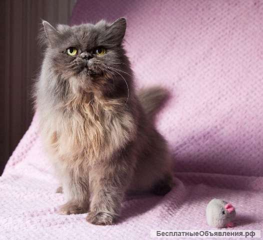 Ищет свой дом роскошная, нежная, грациозная персидская кошка Стефани