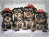 Отдам щенков в хорошие руки