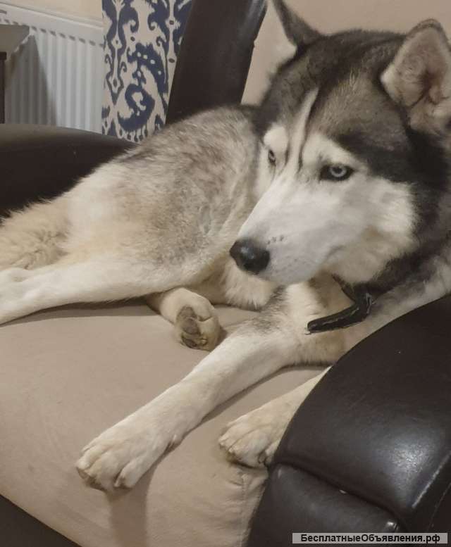 Сибирский хаски, кобель, вязка