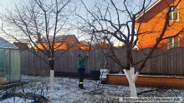 Формирование плодовых деревьев