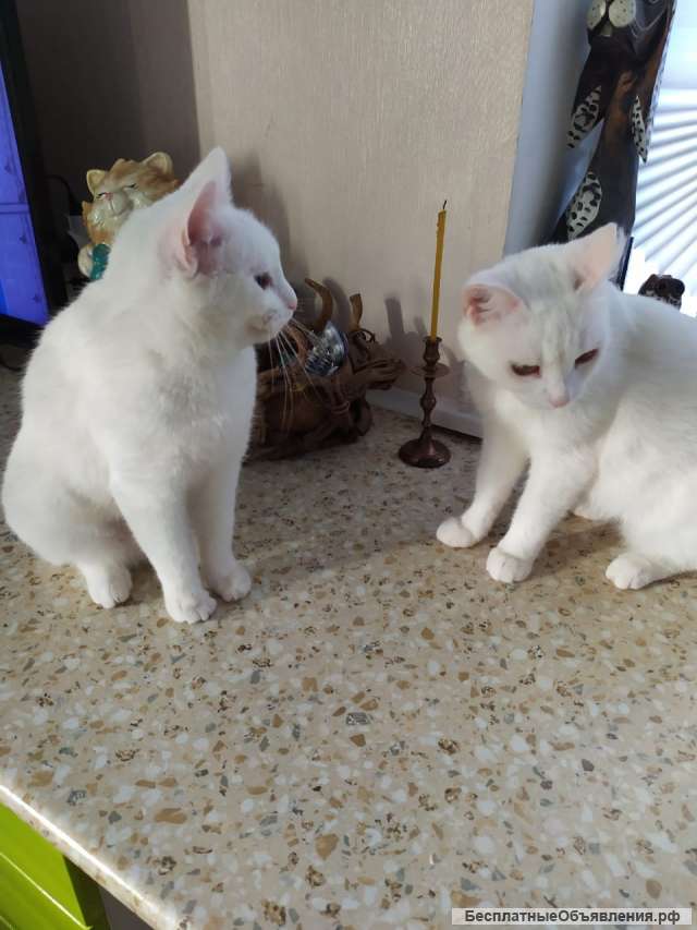 Г. Уфа. Здоровые, привитые кошечки в добрые руки бесплатно