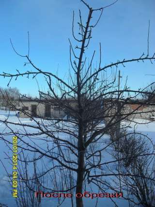 Профессиональная обрезка плодовых деревьев