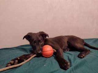 Девочка щеночек ищет дом