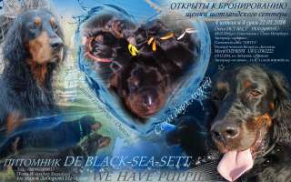 Щенки шотландского сеттера