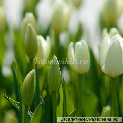 Дачный домик с участком