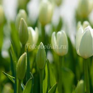 Дачный домик с участком