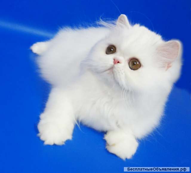 Персидский котенок белого окраса Фарис