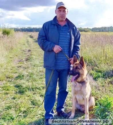 Дрессировка собак