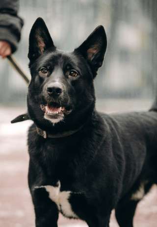 Молодой шикарный Барни ищет дом