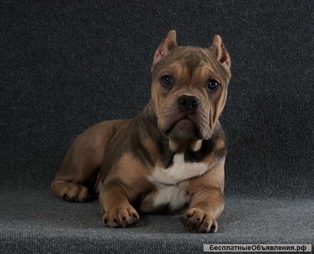 Американский булль