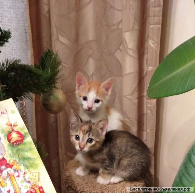 Котята. Рыжий мальчик и серенькая девочка 1.5 месяца