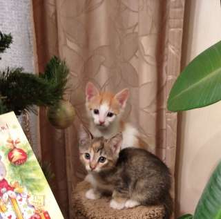 Котята. Рыжий мальчик и серенькая девочка 1.5 месяца