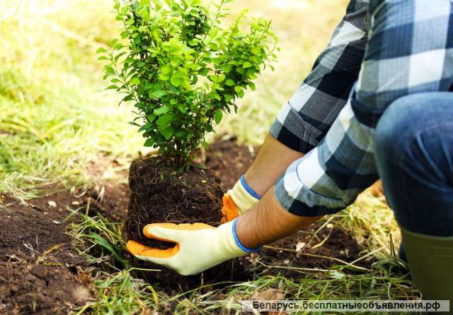 Разнорабочие в садовый центр