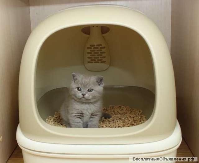 Наполнитель для кошачьего туалета