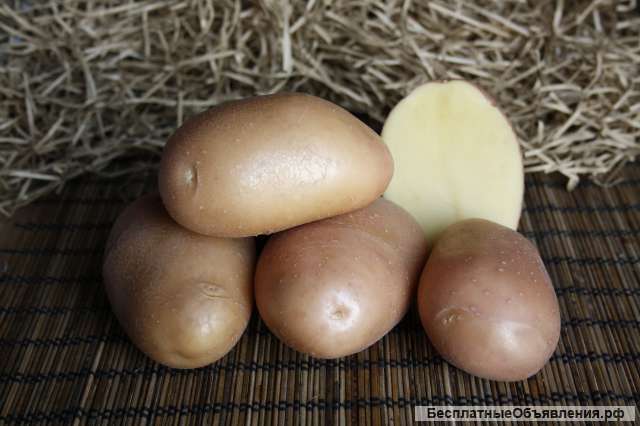 Семенной картофель оптом