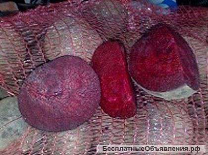 Свёкла со своего огорода