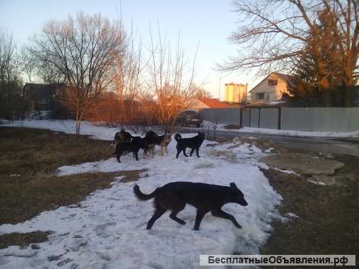 Помощь животным