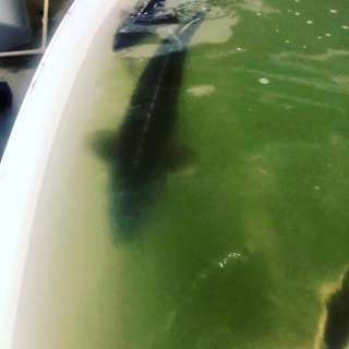 Готовый фермерский бизнес под ключ от собственника в России. Купить готовый бизнес производство ферм