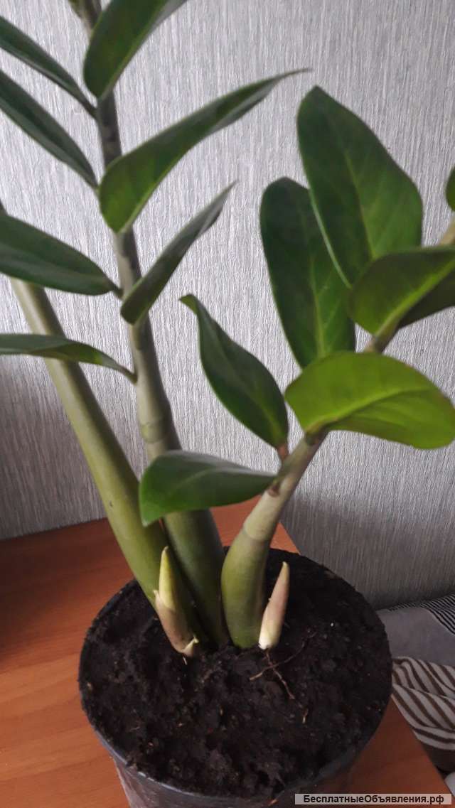 Долоровоедерево