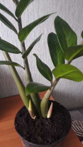 Долоровоедерево