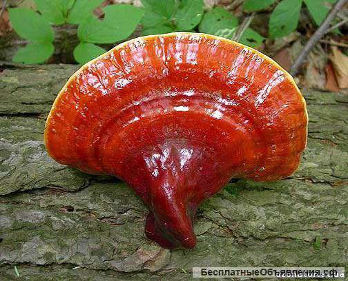 Кофе с рэйш, вкусны и полезны