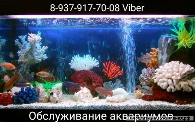 Чистка аквариумов в Пензе. Обслуживание аквариумов в Пензе. Акваскейп.