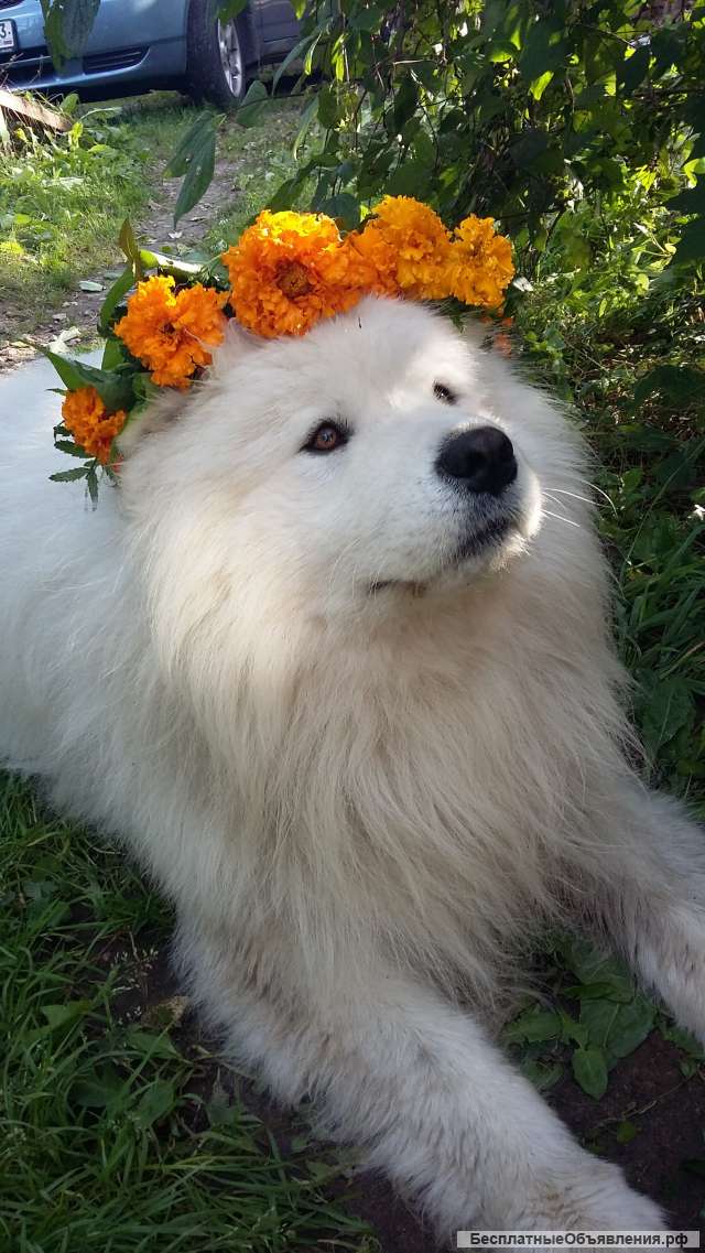 Самоедская лайка вязка