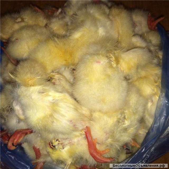 Суточные цыплята на корм животным, заморозка, в герметичных пакетах по 2 кг
