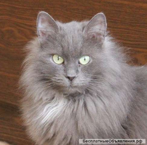 Кошка Мышка ищет дом