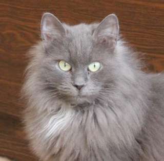 Кошка Мышка ищет дом