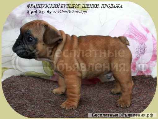 Французский бульдог, щенки РКФ