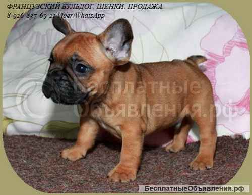 Французский бульдог, щенки РКФ