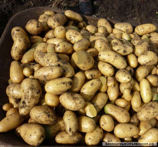 Продовольственный картофель сорта Королева Анна