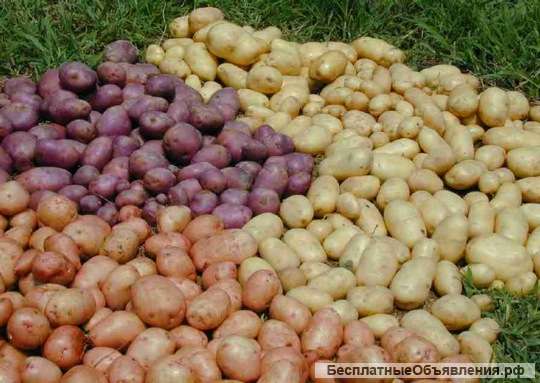 Семенной картофель разных сортов