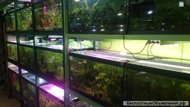 Требуется сотрудник в отдел аквариумистики