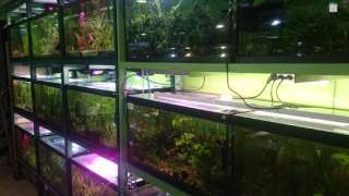 Требуется сотрудник в отдел аквариумистики