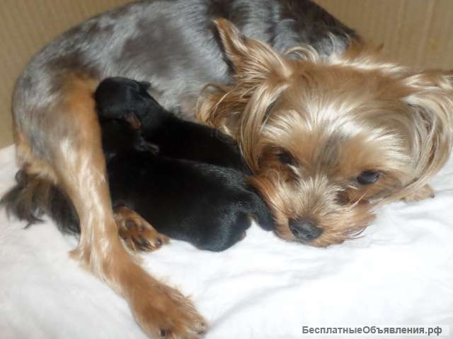 Йорки щенки мальчики, супер мини
