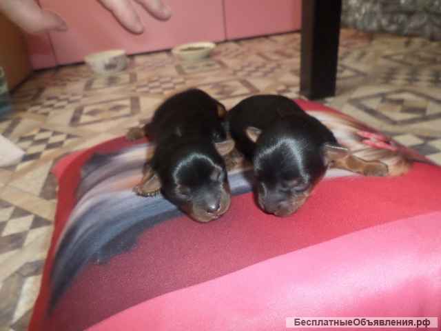 Йорки щенки мальчики, супер мини