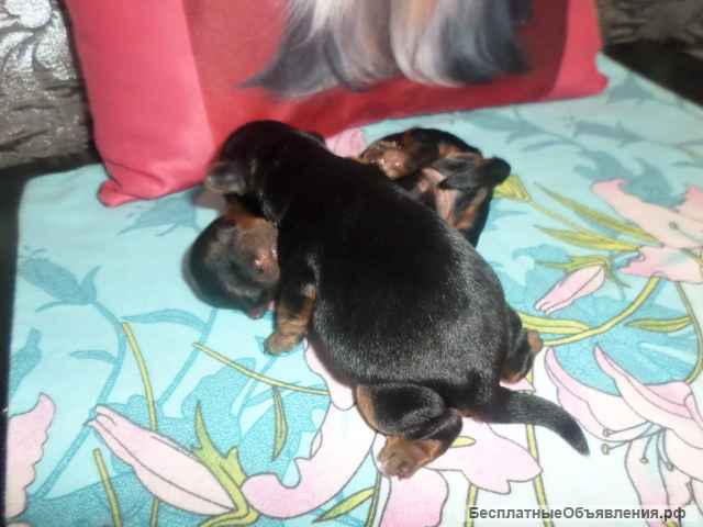 Йорки щенки мальчики, супер мини
