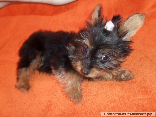 Йорк мальчик мини 2 мес
