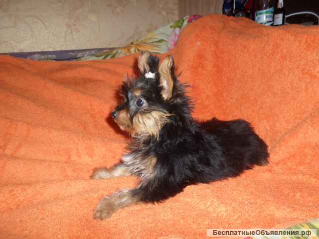 Йорк мальчик мини 2 мес