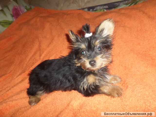 Йорк мальчик мини 2 мес