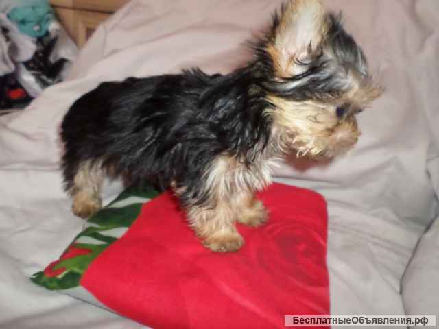 Щенок Йорка мальчик. Вязка Йорков.