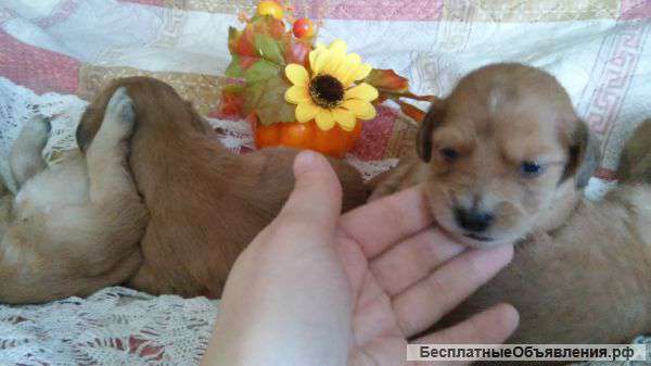 Щенки спаниеля ждут хозяев